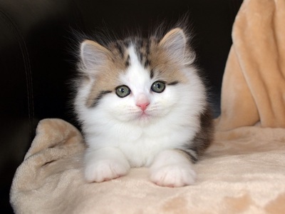 RagaMuffin Kitten